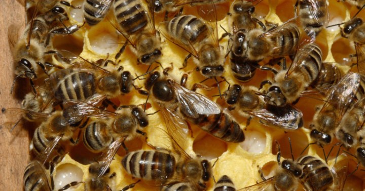 1-abeille-disparition-768x404