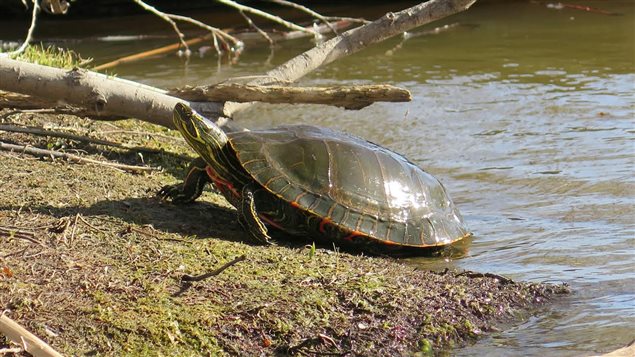 150605_je8p6_tortue-peinte-ouest-eau_sn635