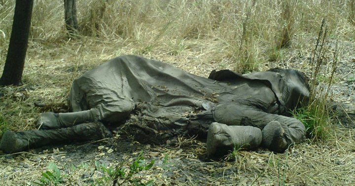 une-elephant-mort