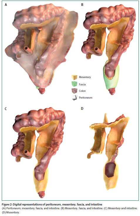 2055303_on-a-decouvert-un-nouvel-organe-du-corps-humain-web-0211666942556