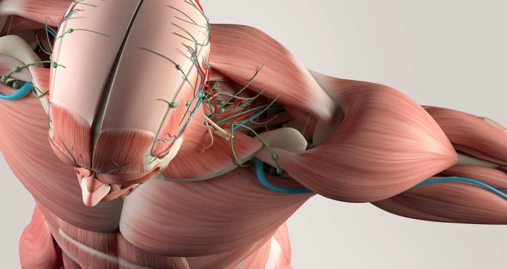 2055303_on-a-decouvert-un-nouvel-organe-du-corps-humain-web-tete-0211666942591_1000x533