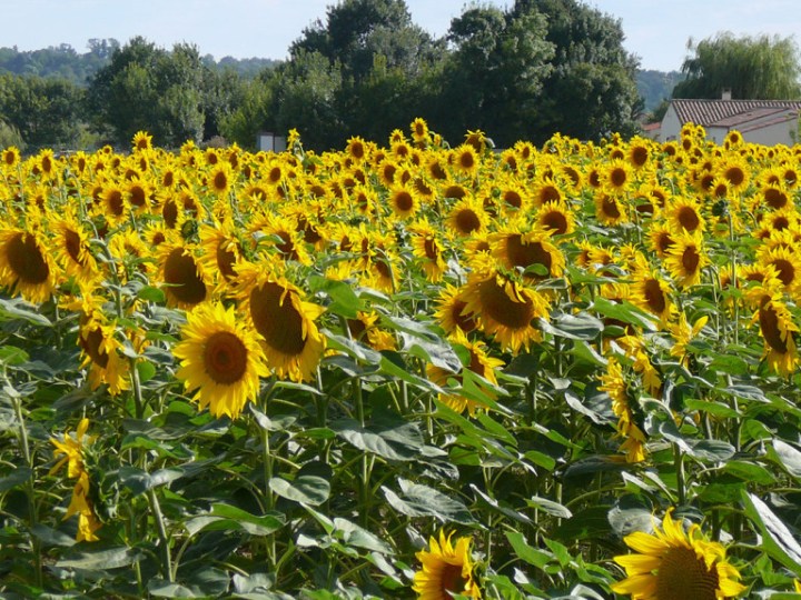 tournesols-768x576