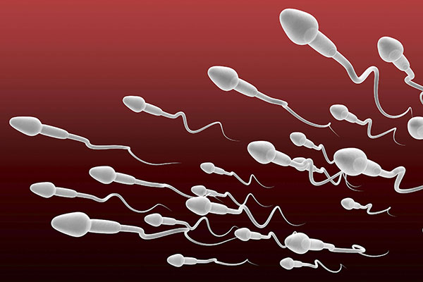 spermatozoides