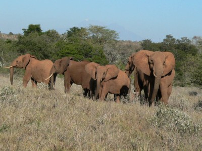 elephants