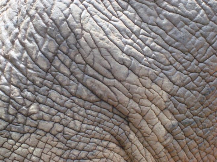 peau-elephant-768x576