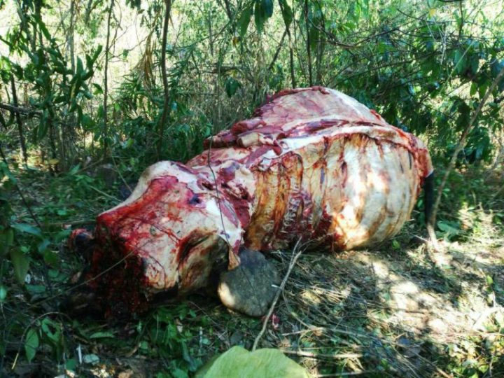 peau-elephant-braconnage-768x576